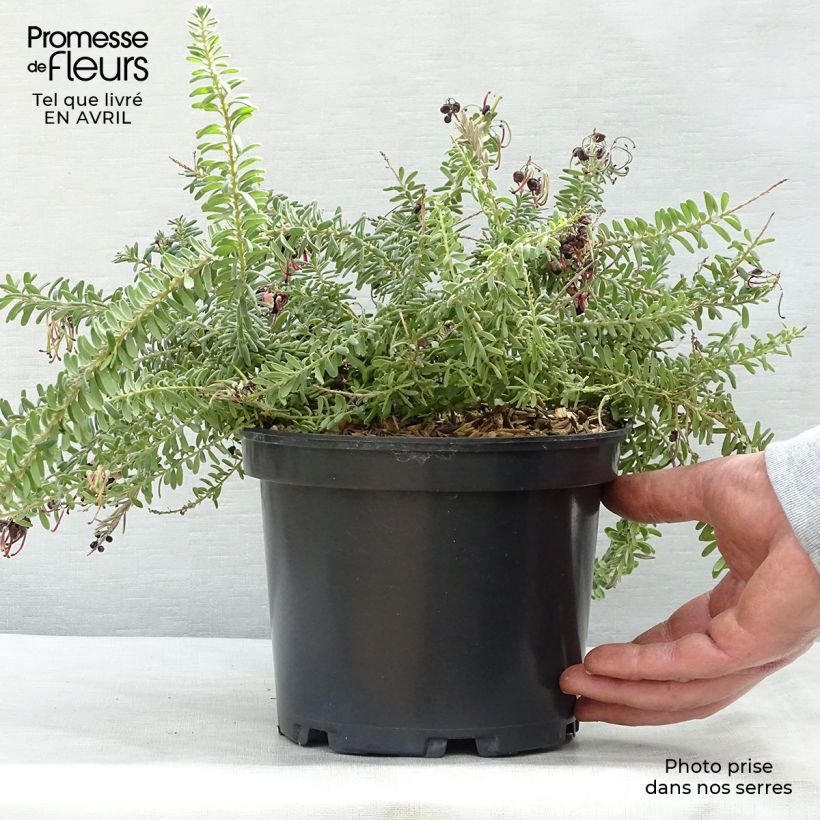 Spécimen de Grevillea lanigera Mount Tamboritha  Pot de 2L/3L tel que livré au printemps