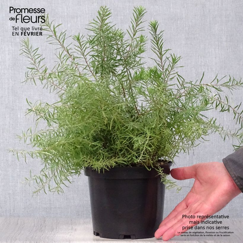 Spécimen de Grevillea  rosmarinifolia Rosa Jenkinsii Pot de 3L/4L tel que livré en hiver