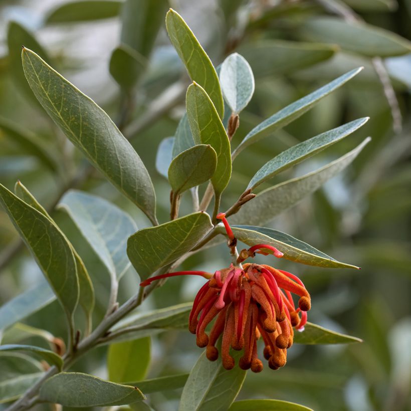 Grevillea victoriae (Feuillage)