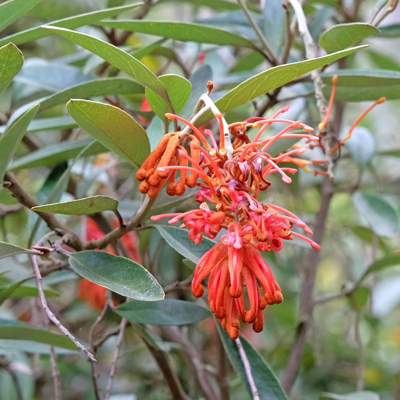 Grevillea victoriae (Floraison)