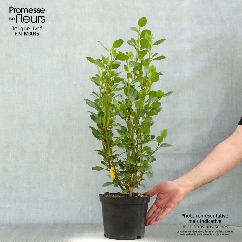 Spécimen de Griselinia littoralis Green Horizon Pot de 2L/3L tel que livré au printemps
