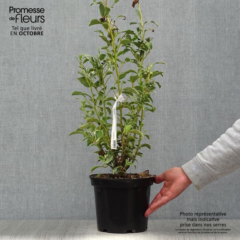 Spécimen de Griselinia littoralis Green Jewel - Griseline du littoral Pot de 4L/5L tel que livré en automne