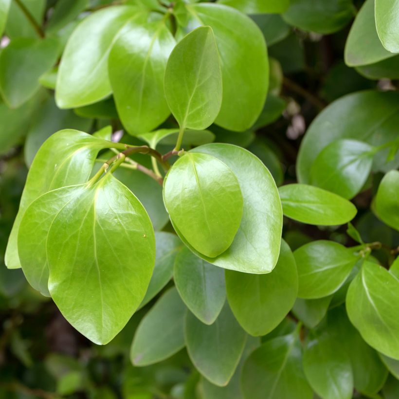 Griselinia littoralis (Feuillage)