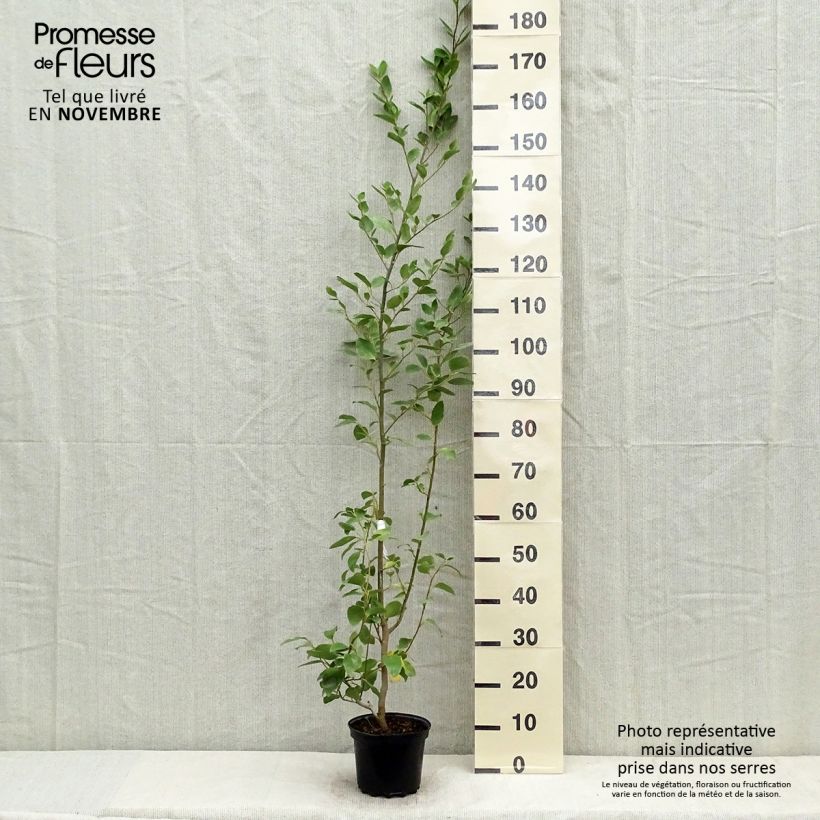 Spécimen de Griselinia littoralis Pot de 2L/3L tel que livré en automne