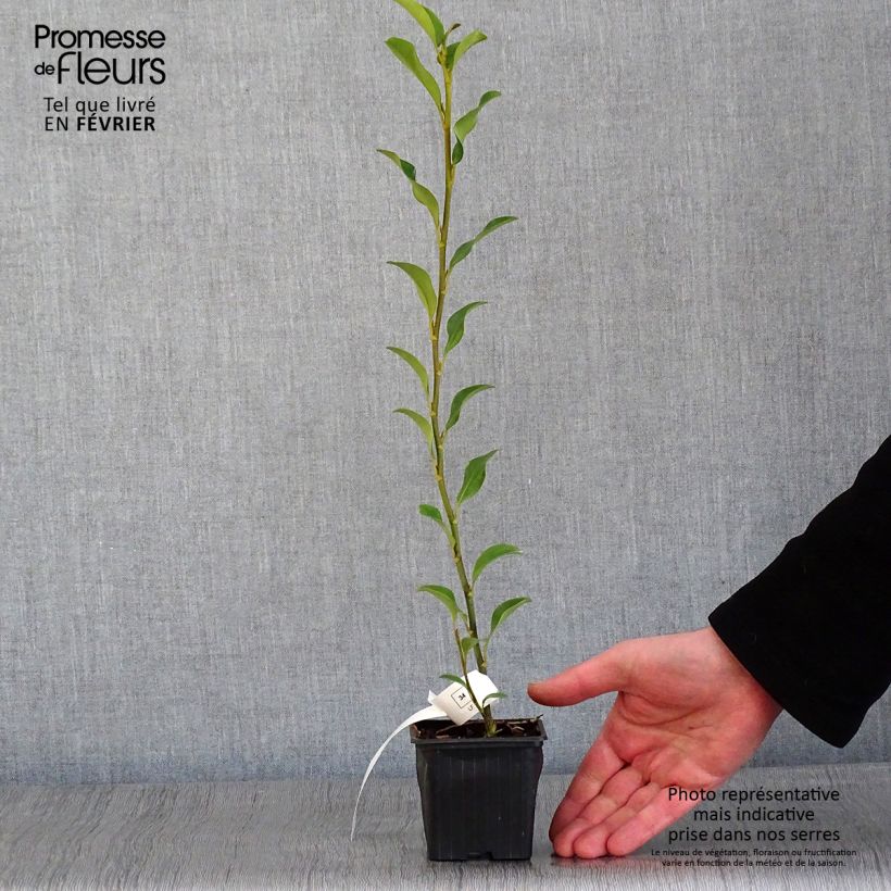 Spécimen de Griselinia lucida - Griselinie luisante Godet de 8/9 cm tel que livré en hiver