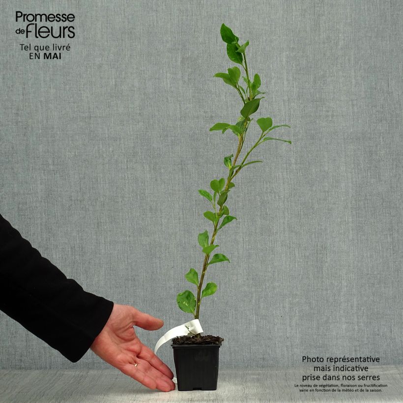 Spécimen de Griselinia lucida - Griselinie luisante Godet de 8/9 cm tel que livré au printemps