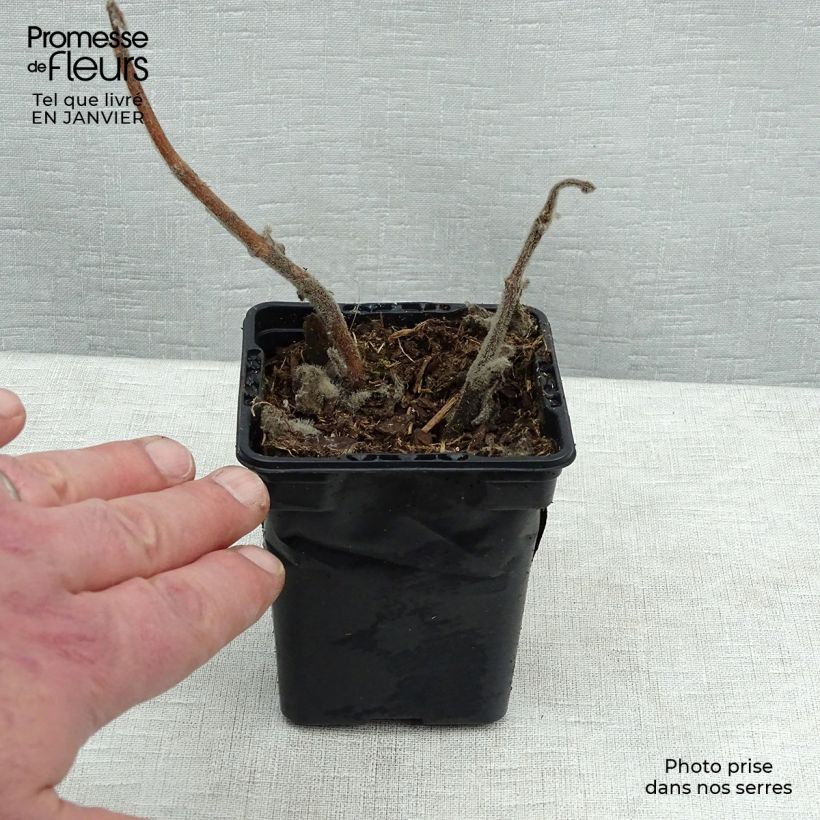 Spécimen de Gros thym antillais - Plectranthus amboinicus Godet de 8/9 cm tel que livré en hiver