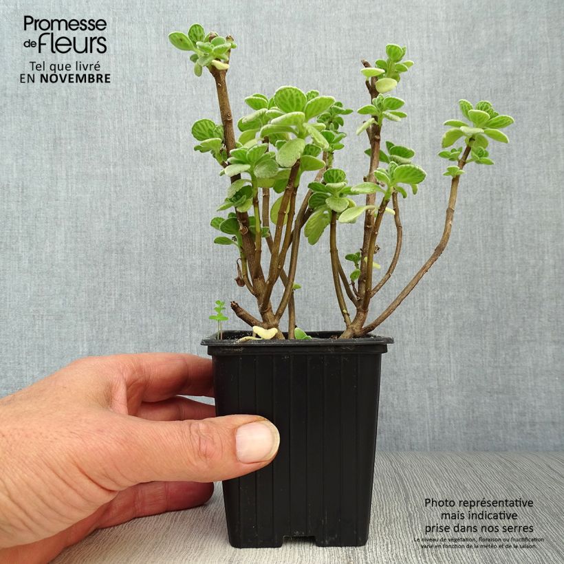 Spécimen de Gros thym antillais - Plectranthus amboinicus Godet de 8/9 cm tel que livré en automne
