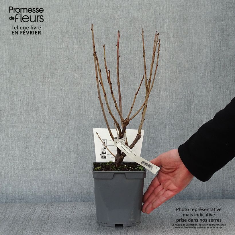 Spécimen de Groseillier Red Lake Améliorée - Georges Delbard Pot de 2L/3L, Buisson tel que livré en hiver