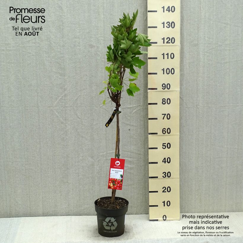 Spécimen de Groseillier à grappes Rolan Pot de 6L/7L, Tige, Tige de 40 tel que livré en été