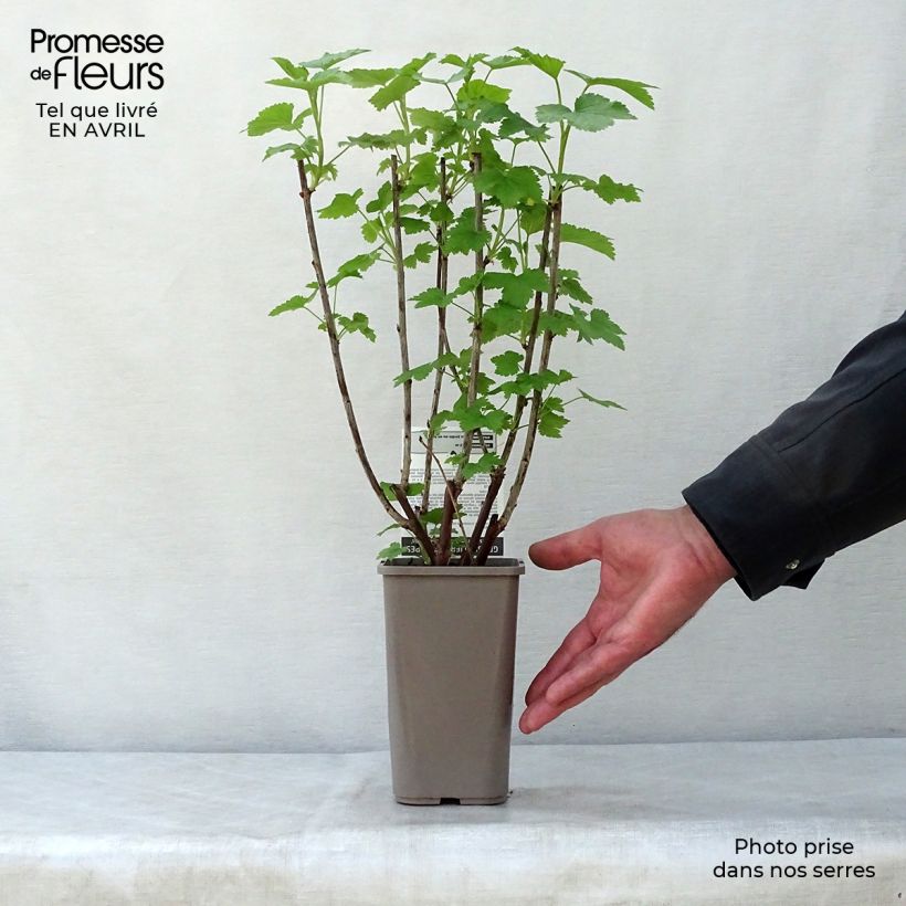 Spécimen de Groseillier à grappes Gloire des Sablons rose Pot de 1L/1,5L, Buisson tel que livré au printemps