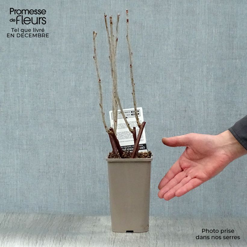Spécimen de Groseillier à grappes Gloire des Sablons rose Pot de 1L/1,5L, Buisson tel que livré en hiver