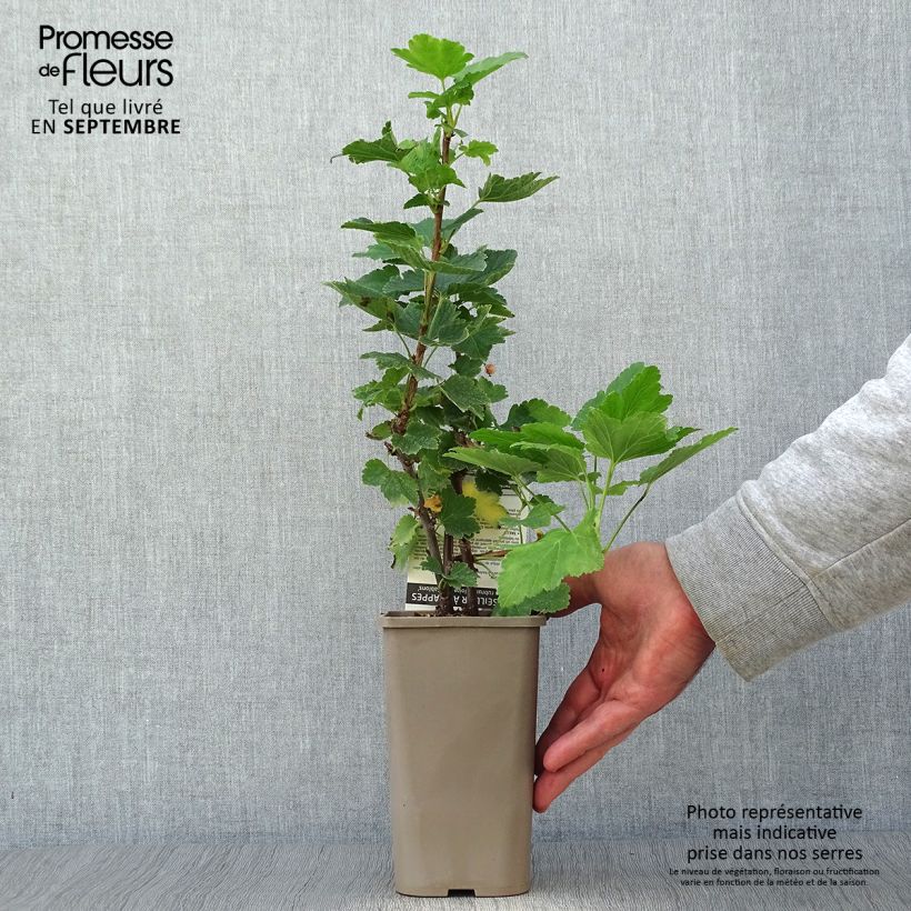 Spécimen de Groseillier à grappes Gloire des Sablons rose Pot de 1L/1,5L, Buisson tel que livré en automne