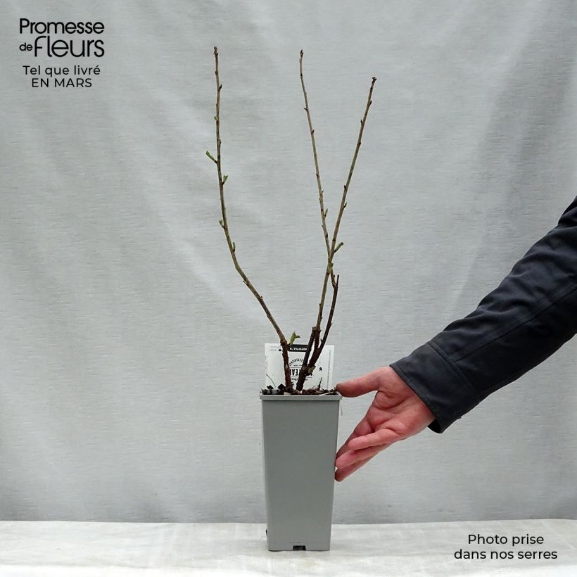 Grosella blanca Hollande blanche Maceta 1,5L/2L, Formación arbustiva Ejemplar entregado en la primavera