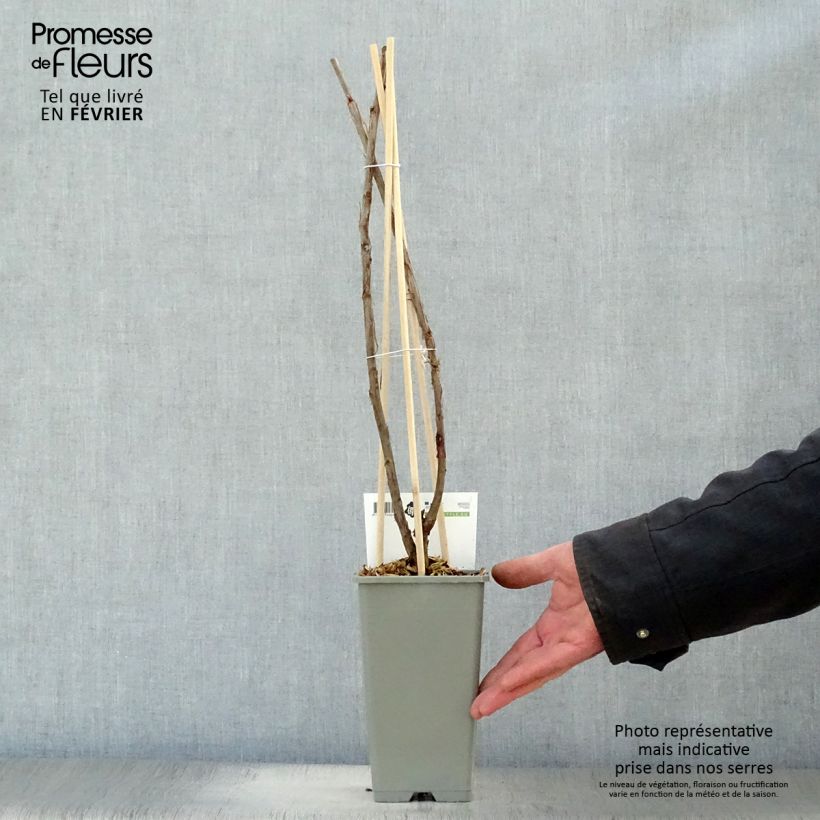 Spécimen de Groseillier à grappes Hollande blanche Pot de 1,5L/2L, Buisson tel que livré en hiver