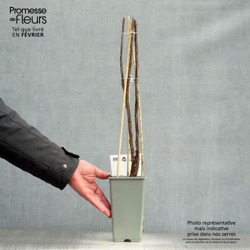 Spécimen de Groseillier à grappes Jonkheer van Tets Pot de 1,5L/2L, Buisson tel que livré en hiver