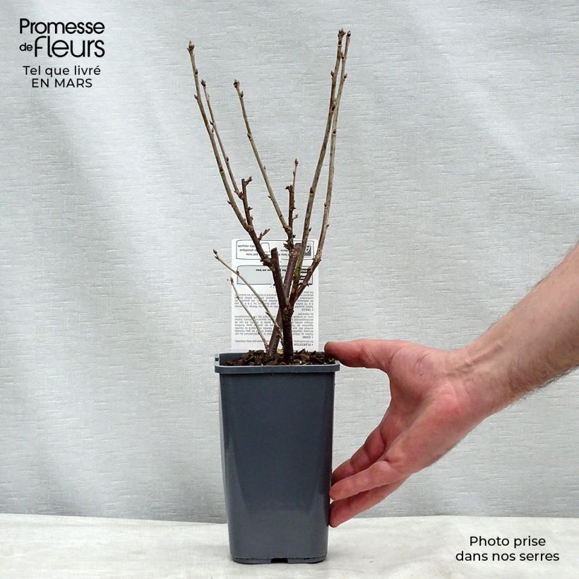 Spécimen de Groseillier à grappes London Market Bio Pot de 1,5L/2L, Buisson tel que livré en hiver