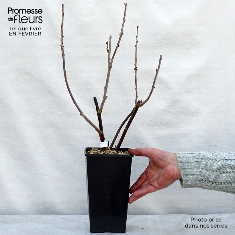 Spécimen de Groseillier à grappes London Market Pot de 1,5L/2L tel que livré en hiver