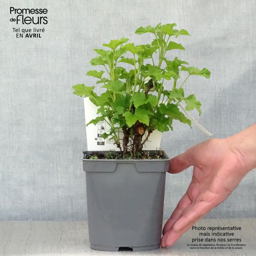 Spécimen de Groseillier à grappes Rovada Pot de 1,5L/2L, Buisson tel que livré au printemps