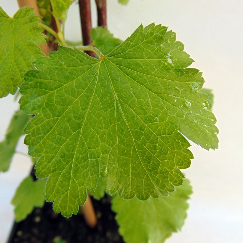 Groseillier à grappes Versaillaise blanche (Feuillage)