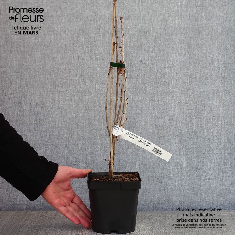 Spécimen de Groseillier à grappes Versaillaise blanche Pot de 2L/3L tel que livré en hiver