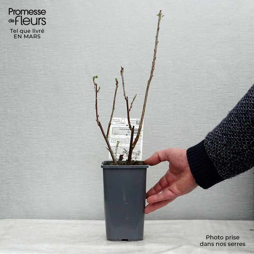 Spécimen de Groseillier à grappes blanches Blanka Bio Pot de 1,5L/2L, Buisson tel que livré en hiver