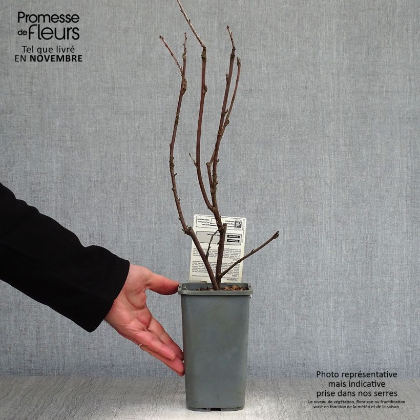 Spécimen de Groseillier à grappes blanches Blanka Bio Pot de 1,5L/2L, Buisson tel que livré en automne