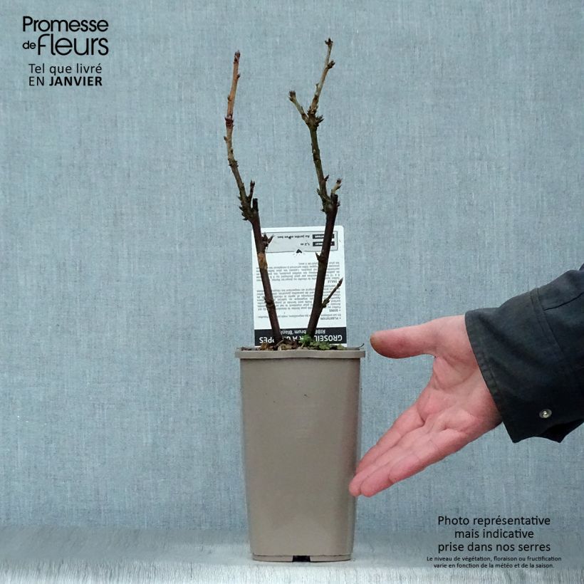 Spécimen de Groseillier à grappes blanches Blanka Pot de 1L/1,5L, Buisson tel que livré en hiver