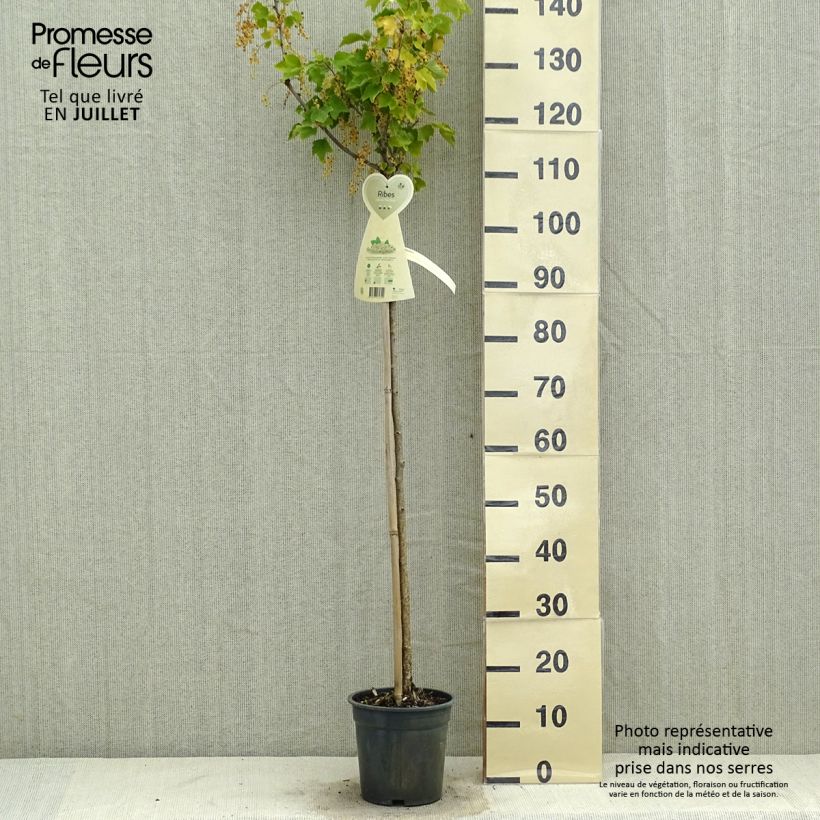 Spécimen de Groseillier à grappes blanches Werdavia - Ribes rubrum Pot de 2L/3L, Demi-Tige tel que livré en été