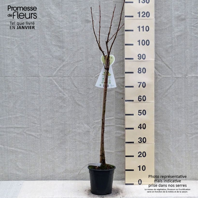 Spécimen de Groseillier à grappes blanches Werdavia - Ribes rubrum Pot de 2L/3L, Demi-Tige tel que livré en hiver