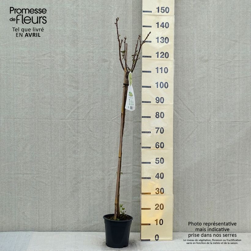 Spécimen de Groseillier à grappes blanches Werdavia - Ribes rubrum Pot de 2L/3L, Buisson tel que livré au printemps