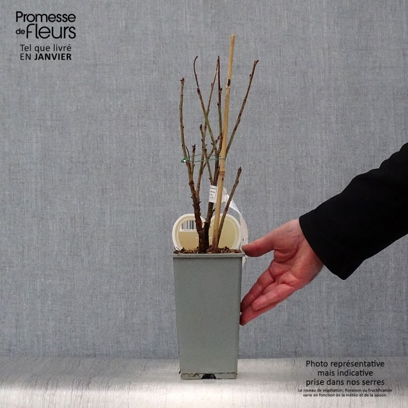 Spécimen de Groseillier à grappes blanches Witte Parel ou White Pearl - Ribes rubrum Pot de 1,5L/2L, Buisson tel que livré en hiver