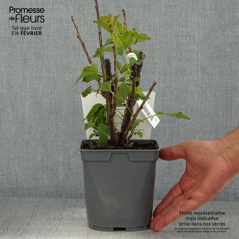 Spécimen de Groseillier à grappes rouges Delbard Giganta - Ribes rubrum Pot de 2L/3L tel que livré en automne