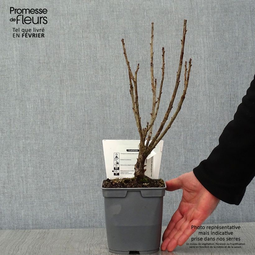 Spécimen de Groseillier à grappes rouges Delbard Giganta - Ribes rubrum Pot de 2L/3L tel que livré en hiver