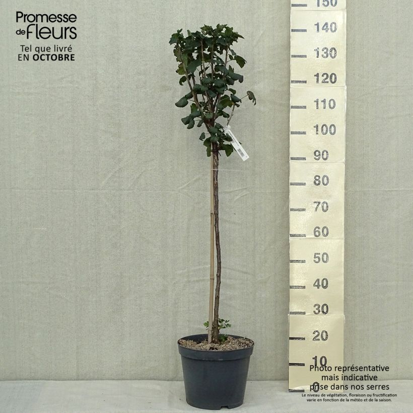 Spécimen de Groseillier à grappes rouges Delbard Giganta - Ribes rubrum Pot de 7,5L/10L, 1/4 de tige tel que livré en automne