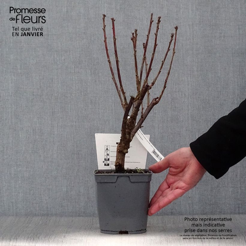 Spécimen de Groseillier à grappes rouges Premiere Groseille Raisin Deltir Pot de 2L/3L tel que livré en hiver