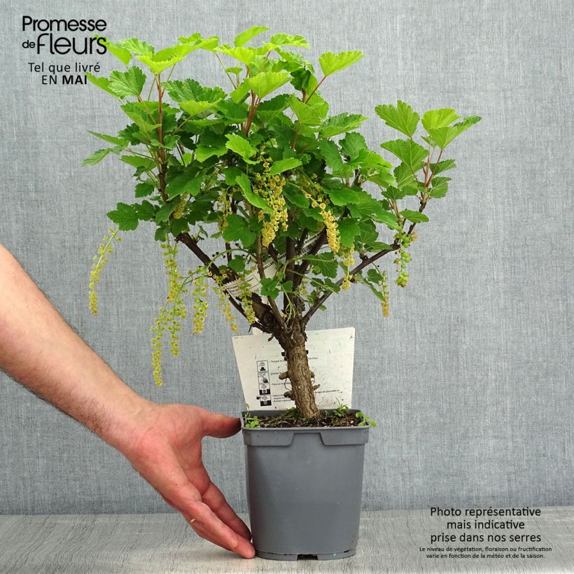 Exemplaar van Rode aalbes Eerste druifaalbes Pot van 2 l/3 l zoals geleverd in de lente