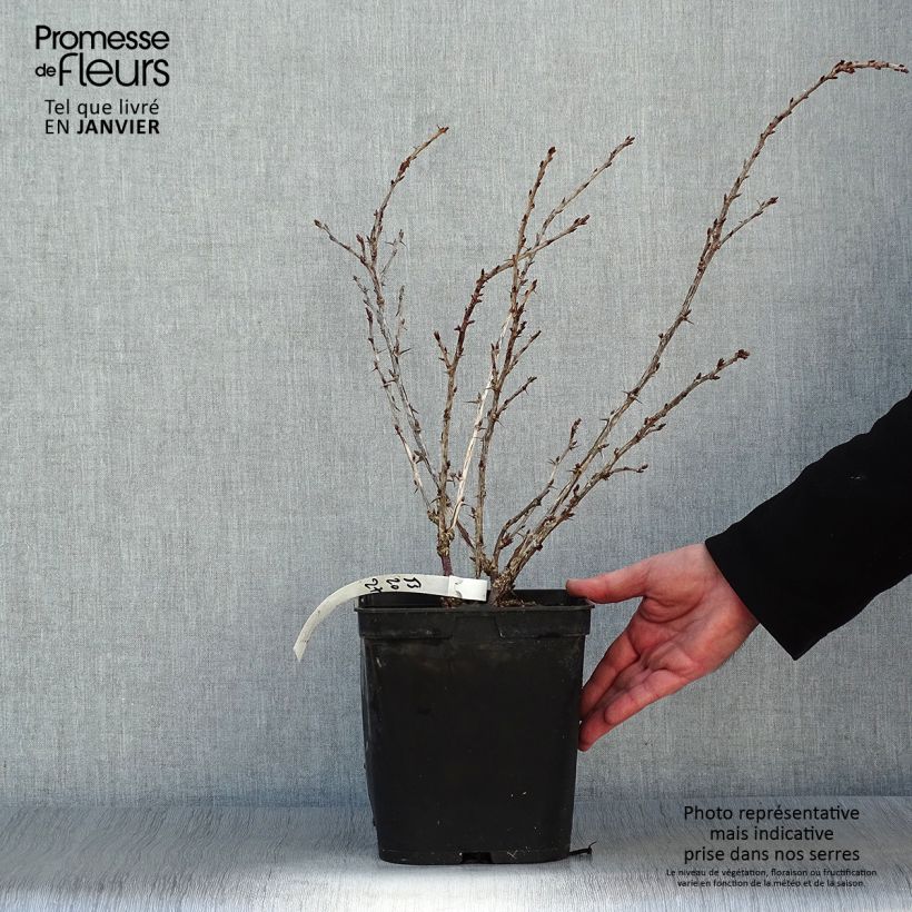 Spécimen de Groseillier à maquereaux Freedonia  Pot de 4L/5L tel que livré en hiver
