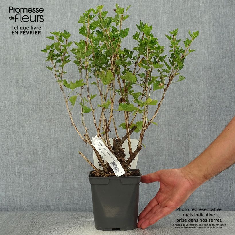 Spécimen de Groseillier à maquereaux Invicta  Pot de 1,5L/2L tel que livré en automne