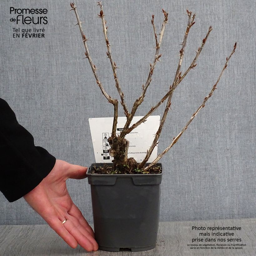 Spécimen de Groseillier à maquereaux Invicta  Pot de 1,5L/2L tel que livré en hiver
