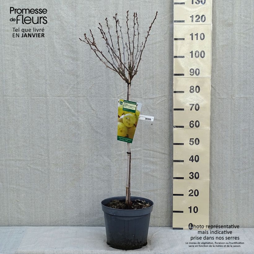 Spécimen de Groseillier à maquereaux Invicta  Pot de 7,5L/10L, 1/4 de tige tel que livré en hiver