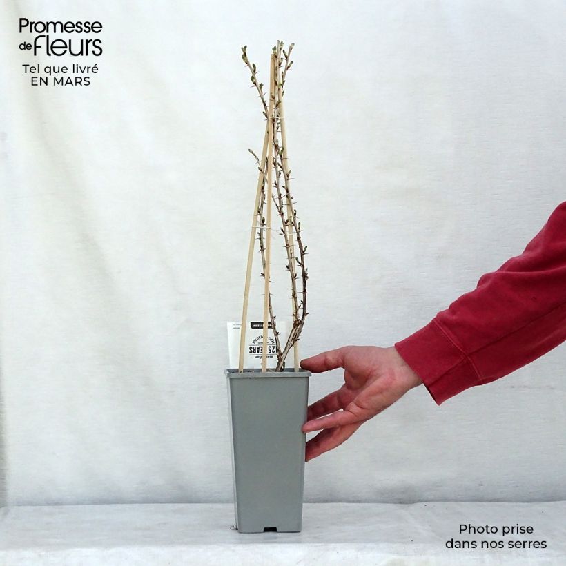 Spécimen de Groseillier à maquereau Lady Sun Pot de 1L/1,5L, Buisson tel que livré en hiver