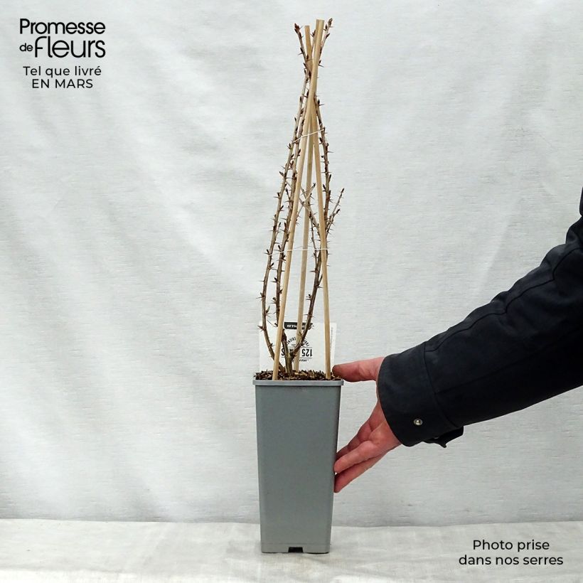 Spécimen de Groseillier à maquereaux Captivator Pot de 1,5L/2L, Buisson tel que livré au printemps