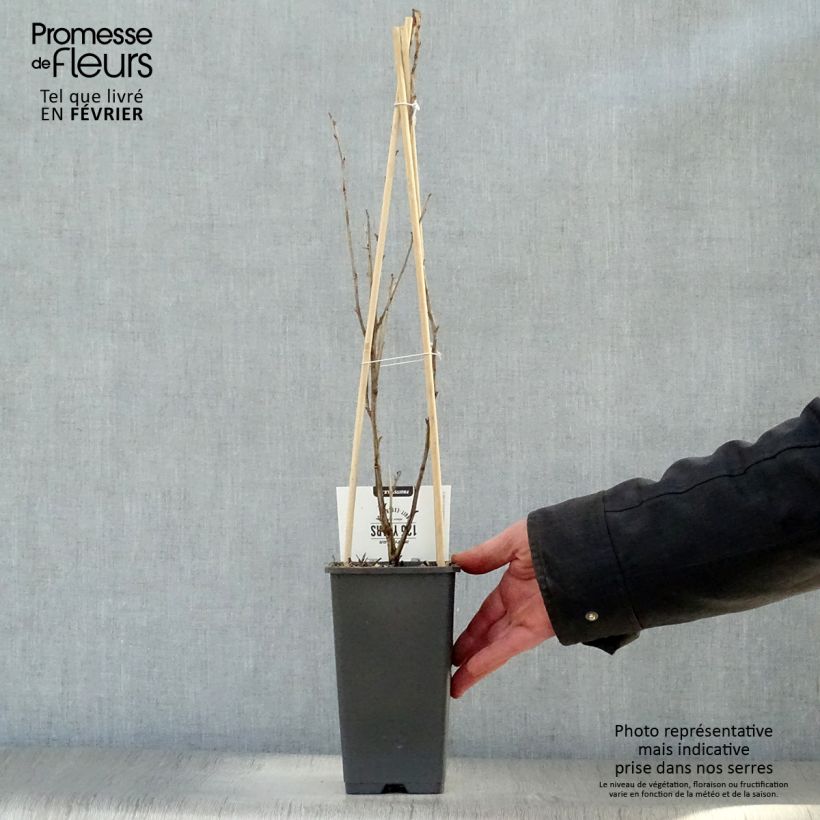 Spécimen de Groseillier à maquereaux Captivator Pot de 1,5L/2L, Buisson tel que livré en hiver