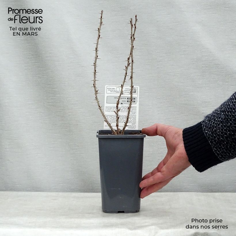 Spécimen de Groseillier à maquereaux Hinnonmaki rouge Bio Pot de 1,5L/2L, Buisson tel que livré au printemps