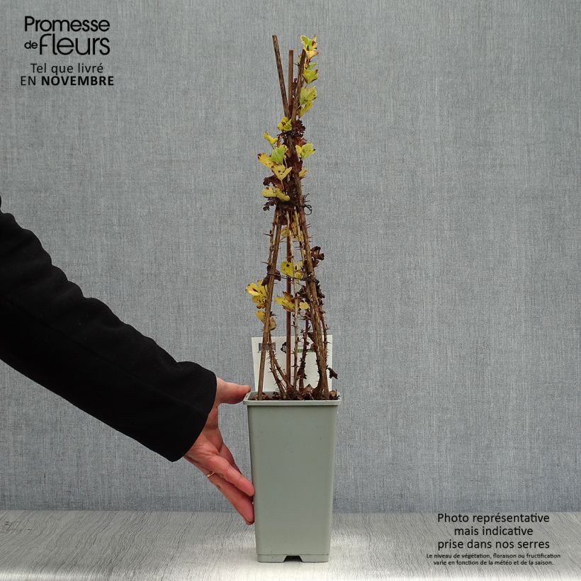 Spécimen de Groseillier à maquereaux Hinnonmaki rouge Pot de 1,5L/2L, Buisson tel que livré en automne