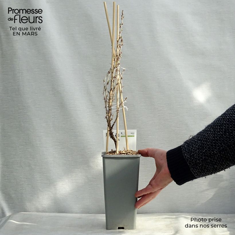 Spécimen de Groseillier à maquereaux Hinnonmaki rouge Pot de 1,5L/2L, Buisson tel que livré en hiver