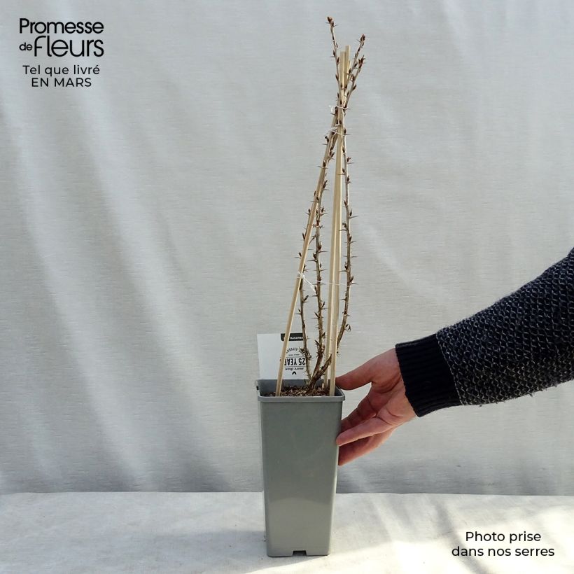 Spécimen de Groseillier à maquereaux Hinnonmaki vert Pot de 1,5L/2L, Buisson tel que livré en hiver