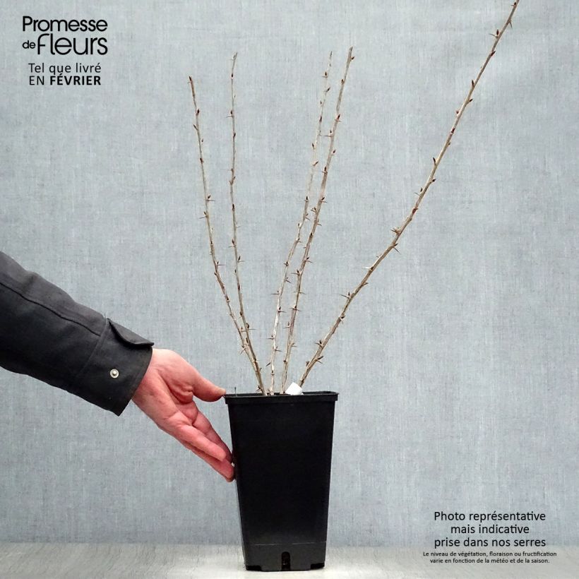 Spécimen de Groseillier à maquereaux Worcesterberry Pot de 2L/3L tel que livré en hiver