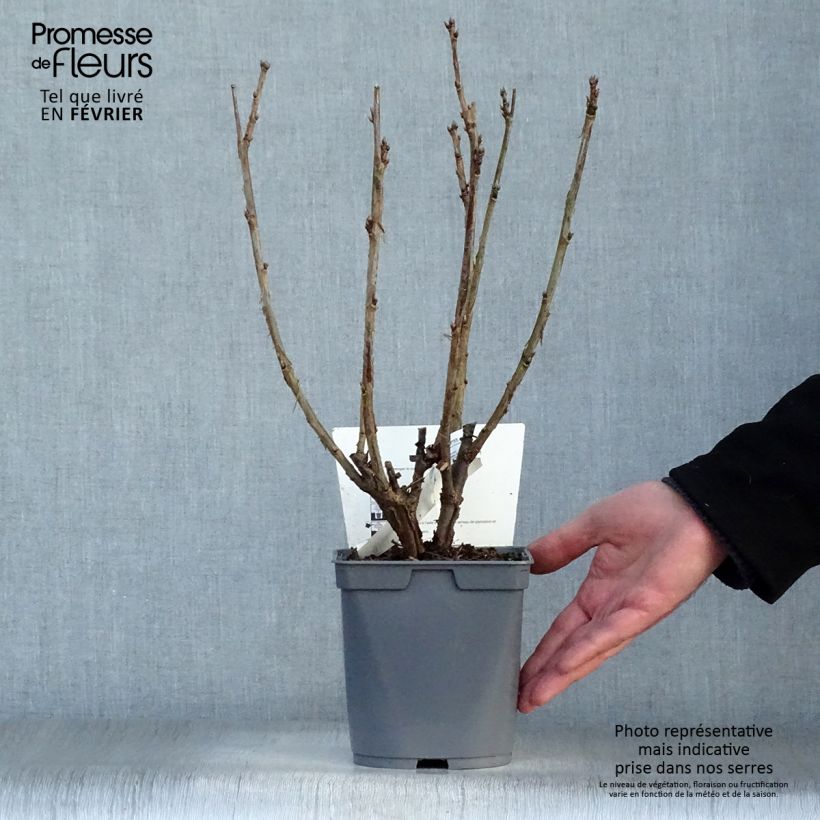 Spécimen de Groseillier raisin Agate Rouge - Georges Delbard Pot de 2L/3L, Buisson tel que livré en hiver